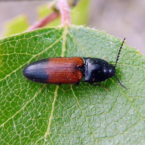 belted click beetle, photo 6 of 9