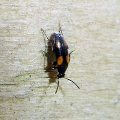 Anaspis fasciata