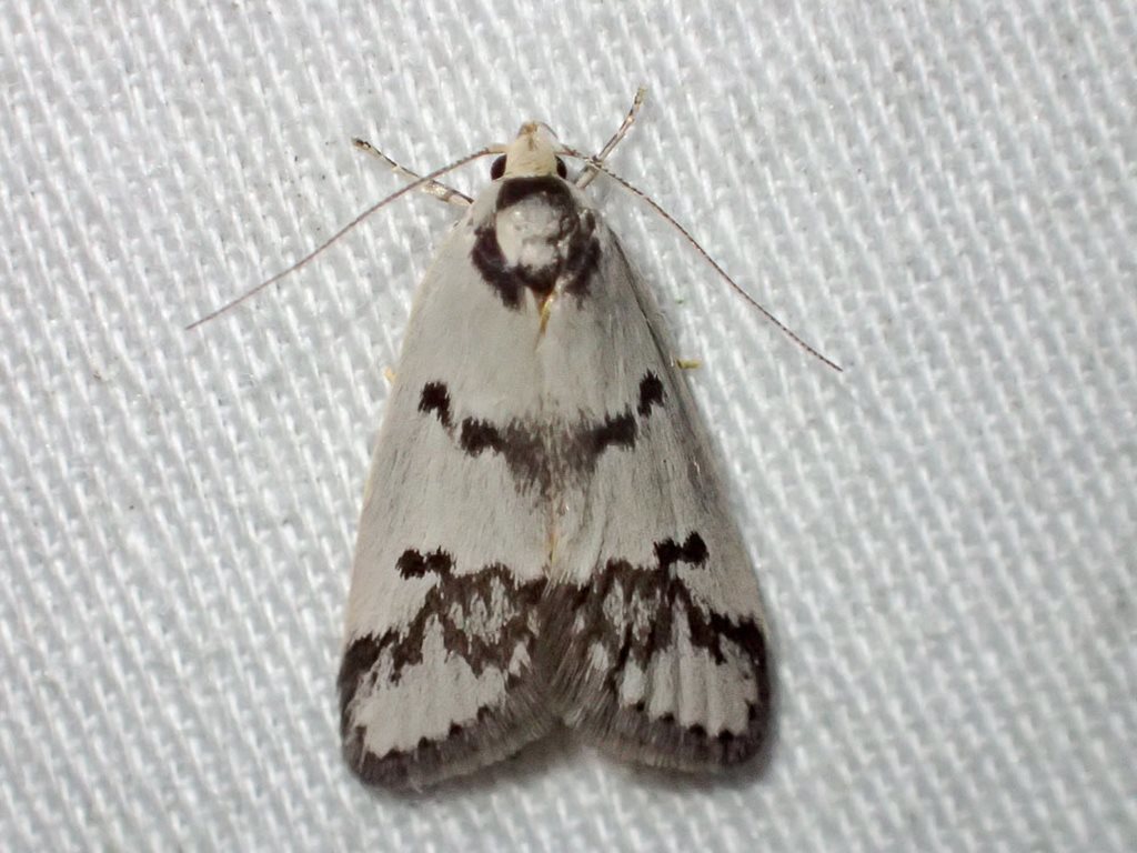 Compsotropha selenias