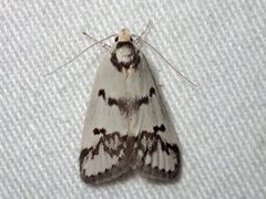 Compsotropha selenias