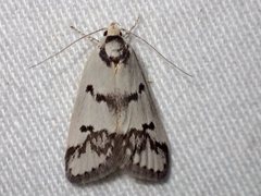 Compsotropha selenias