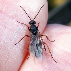 Formica polyctena × rufa