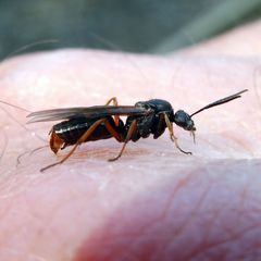 Formica polyctena × rufa