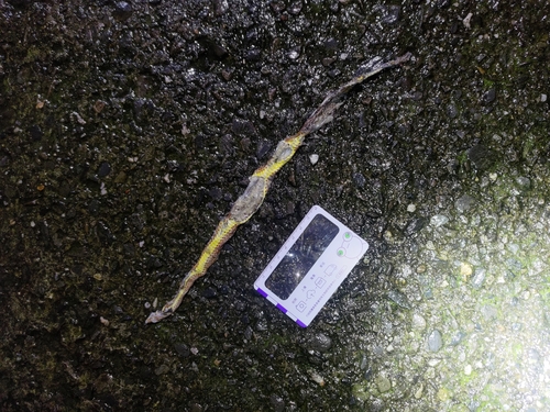 Kosempo Keelback