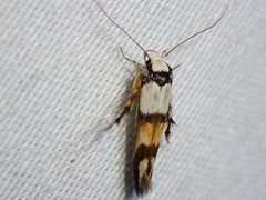 Stathmopoda pantarches