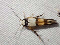 Stathmopoda pantarches