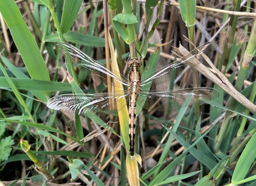 White-tailed Skimmer