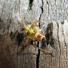 Rhabdomiris striatellus