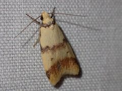 Heteroteucha anthodora