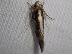 Machetis versatrix