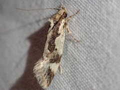Machetis versatrix