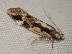 Machetis versatrix