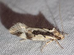 Machetis versatrix