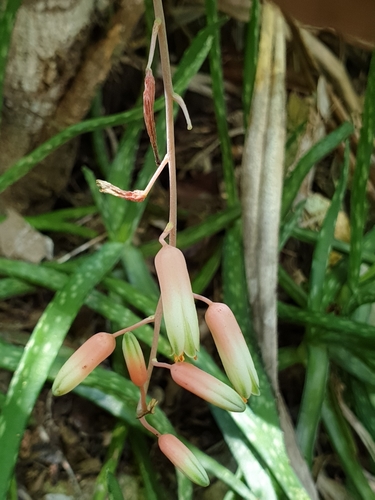 Aloe gautieri