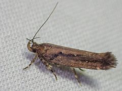 Macrobathra nephelomorpha