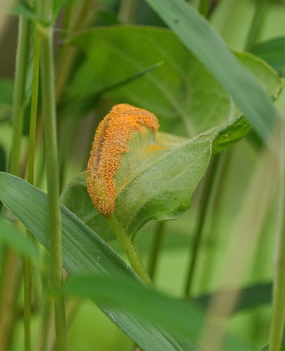 観察された菌類