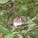 Herb Field Mouse - Photo (c) Nina Sadykova, some rights reserved (CC BY-NC), uploaded by Nina Sadykova