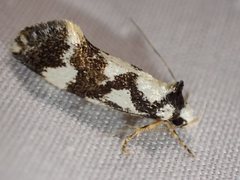 Machetis aphrobola