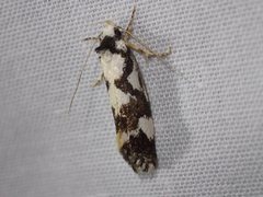 Machetis aphrobola