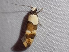 Euphiltra eroticella
