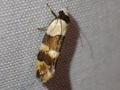 Euphiltra eroticella