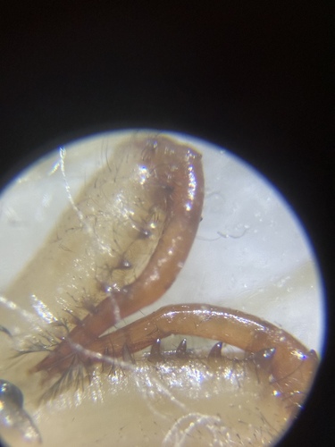 Tetragnatha shoshone