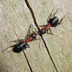 Formica polyctena × rufa