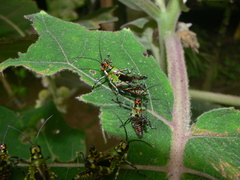 Chromacris psittacus