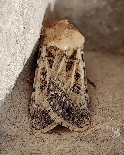 Sand Dart