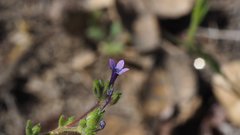 Allophyllum gilioides violaceum