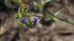 Allophyllum gilioides violaceum