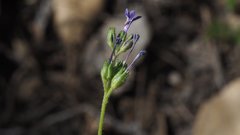 Allophyllum gilioides violaceum