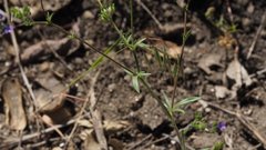 Allophyllum gilioides violaceum