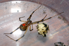 Latrodectus geometricus