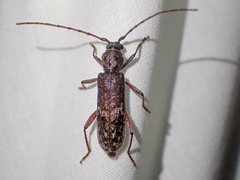 Phacodes