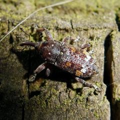 Pissodes castaneus