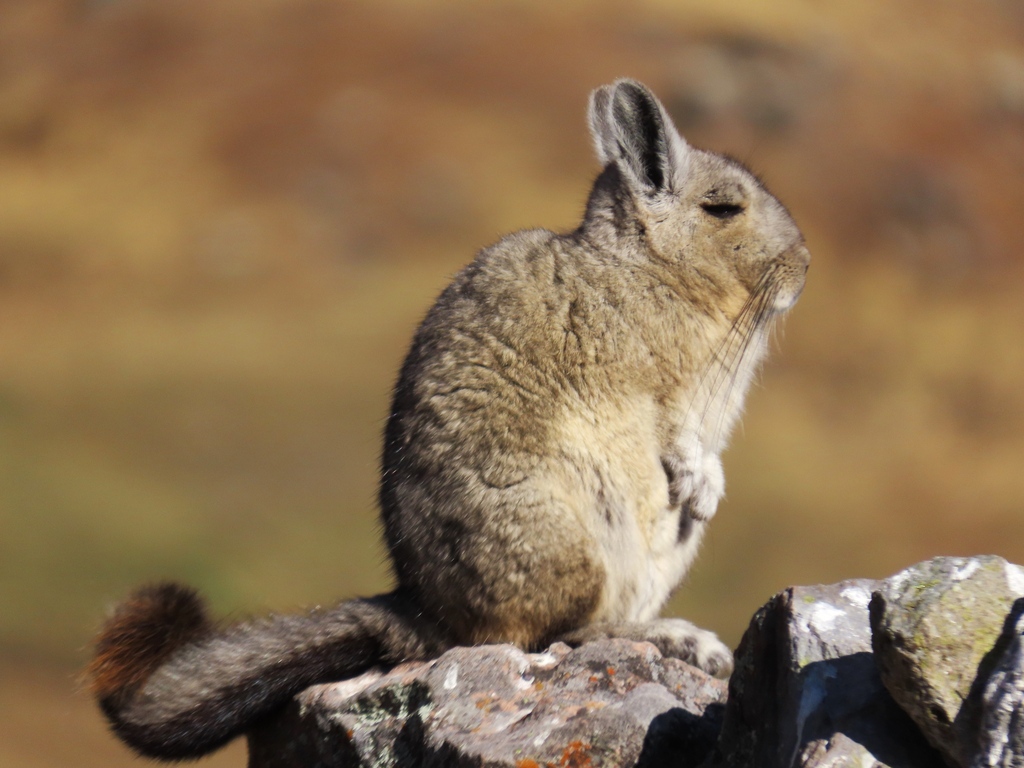 Mountain Viscacha from Quispicanchi, Perú on August 26, 2023 at 07:39 ...