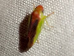 Reuplemmeles hobartensis