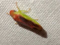 Reuplemmeles hobartensis