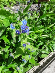 Pentaglottis sempervirens