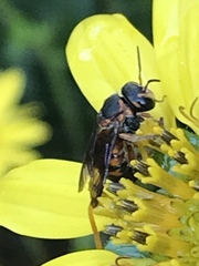 Dianthidium floridiense