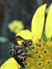 Dianthidium floridiense