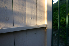 Latrodectus geometricus