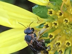 Dianthidium floridiense