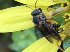 Dianthidium floridiense
