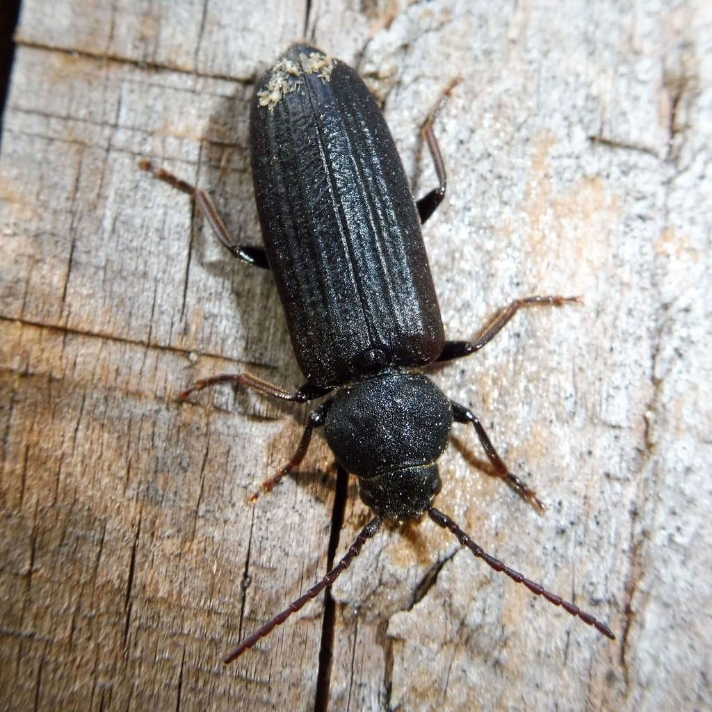 Asemum striatum