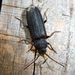Black Spruce Borer - Photo (c) Barry Walter, some rights reserved (CC BY), uploaded by Barry Walter