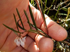 Andromeda polifolia glaucophylla