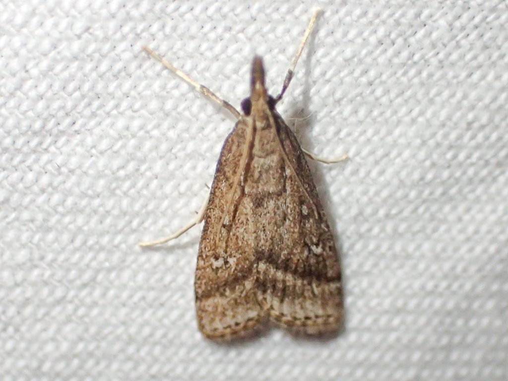 Scoparia contempta