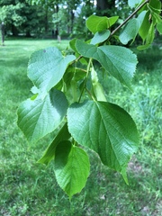 Tilia cordata